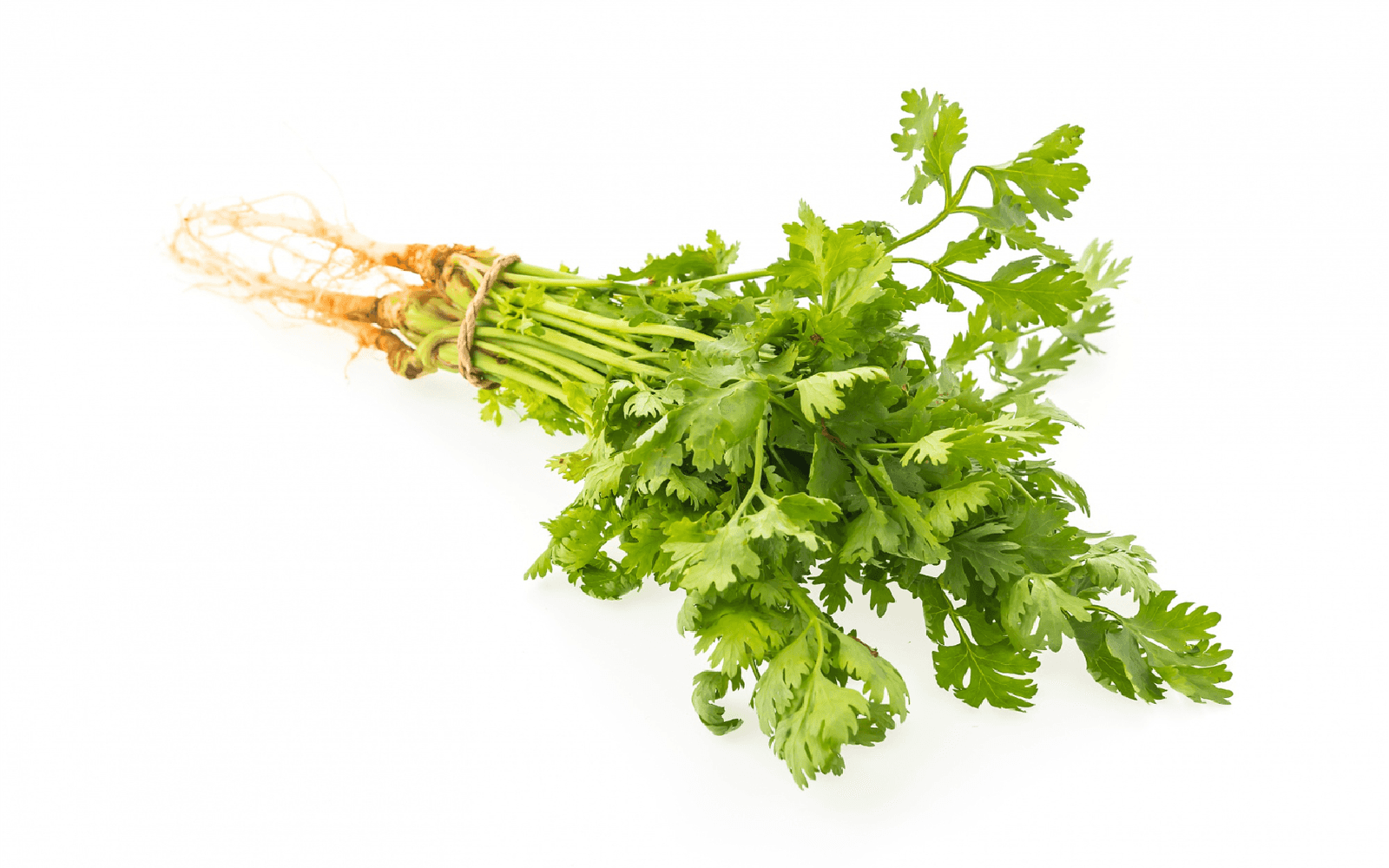 Top 7 Cooling Herbs and Spices for Dubai Cooking- Cilantro